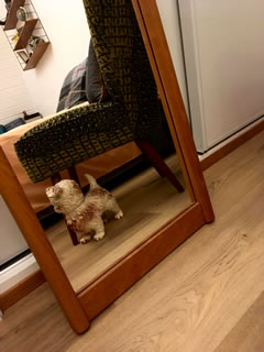 Grand miroir mural, de style scandinave, en bois massif, probablement de l’acajou, datant des années 70/80, dimensions : H 109,5 cm, l 41,5 cm, P 4,5 cm.
